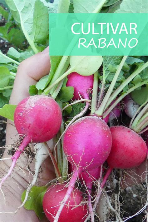 Como Cultivar Rabanitos En Recipiente Maceta O Huerto Invernadero De