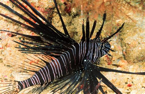 Scorpion Fish Vs Lion Fish