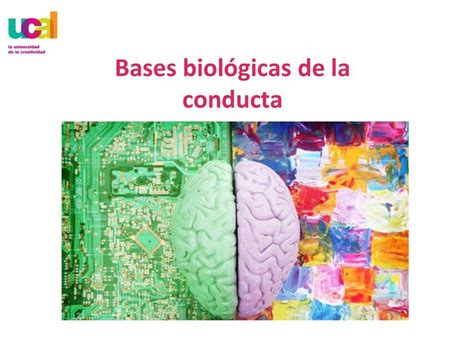 Bases biológicas de la conducta semana 3 Luis Alfredo uDocz