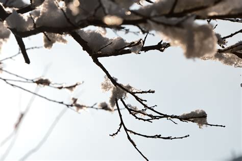 Free Images Tree Nature Branch Blossom Snow Winter Leaf Flower