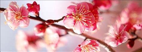 Cherry Blossom Facebook Cover Photo Printable Templates Free