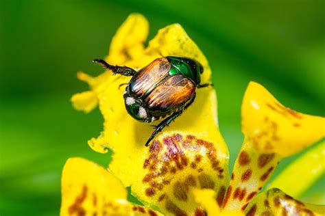 7 Tips For Japanese Beetle Prevention In Your Garden - Cool Astro