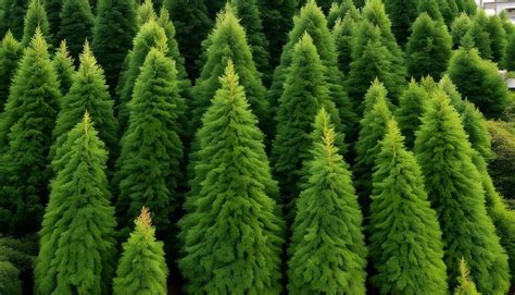 Premium Photo | A large group of evergreen trees are shown in a forest