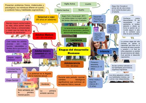 Mapa Conceptual Del Desarrollo Humano ¡guía Paso A Paso