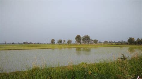 Paddy Field in Western India Stock Image - Image of agriculture, meadow ...