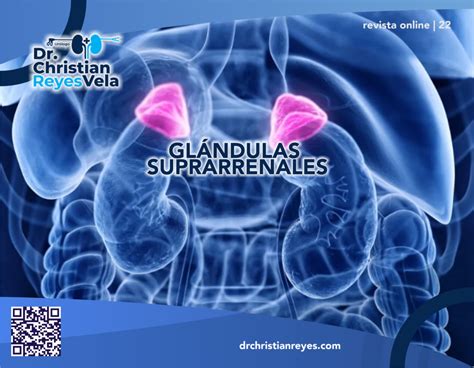 Glándulas Suprarrenales Dr Christian Reyes Vela