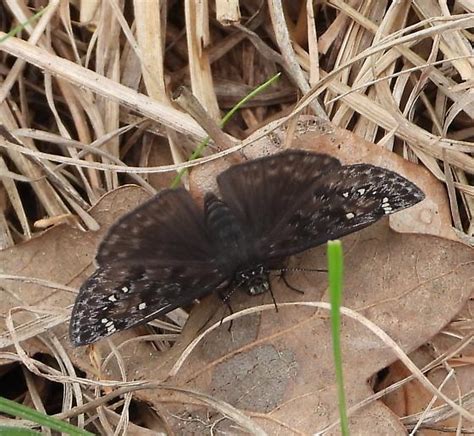 Horace S Duskywing Bugguide Net