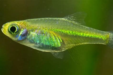 discover  stunning green fish  info pictures howitsee