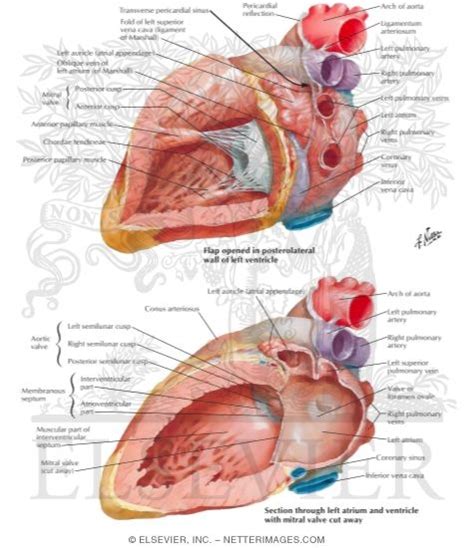 Left Atrium and Left Ventricle