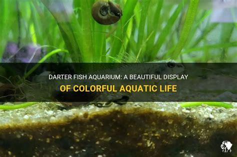 Darter Fish Aquarium: A Beautiful Display Of Colorful Aquatic Life ...