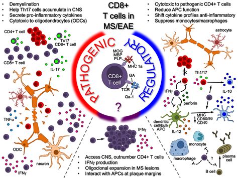 Role Of Cd8 T Cells In Mseae While The Antigenic Specificity Of