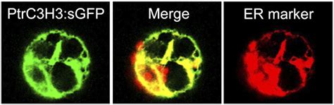 Membrane Protein Complexes Catalyze Both 4 And 3 Hydroxylation Of Cinnamic Acid Derivatives In