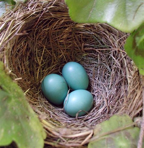 Robins Eggs In Nest Natural World Robins Egg Nature