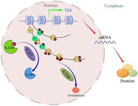 The Main Lysine Methylation Sites On Histones H3 And H4 Are Shown