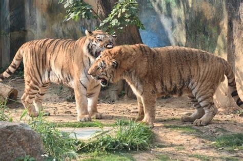 竹市動物明星老虎「六福」睡夢中離世 園方：正常老化死亡 上報 焦點