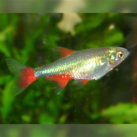 Bloodfin Tetra - Lee Valley Aquatics