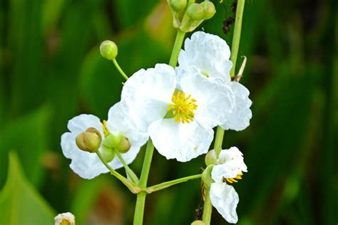 Sagittaria Latifolia American Arrowhead