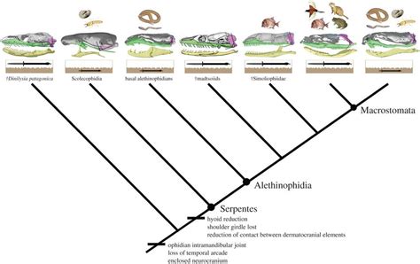 Simplified Phylogenetic Tree Of Snakes 45 Showing The Information