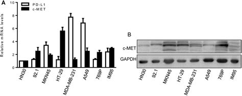 Expression Of C Met And Pd L1 In Cancer Cell Lines A C Met And Pd L1