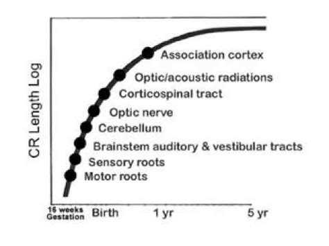 2.4 - Myelination and Development - Developmental Anatomy - Infant Clinical Examination(MRCP ...