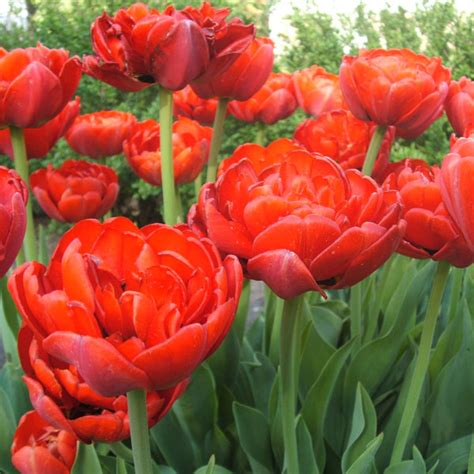 Photo Gallery Tulip Town Bulb Company