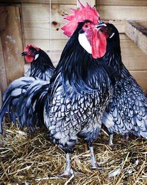 Blue Andalusian rooster? | BackYard Chickens - Learn How to Raise Chickens