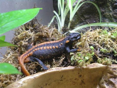 tylototriton id needed caudataorg newts  salamanders portal