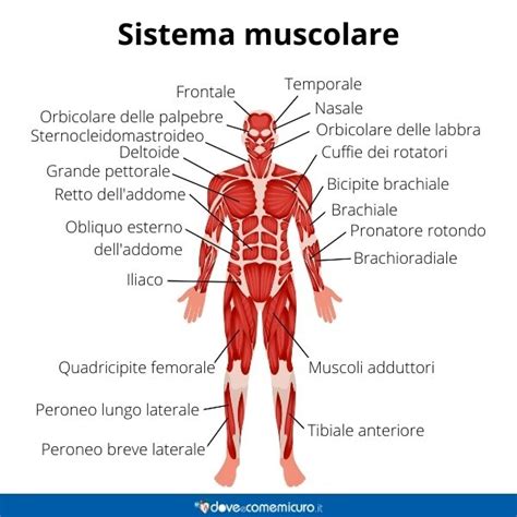 acido Cè una tendenza Sedativo ricerca muscoli del corpo umano