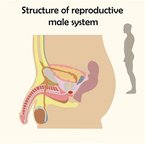 Diagramme D éducation De Biologie Pour Le Diagramme D appareil