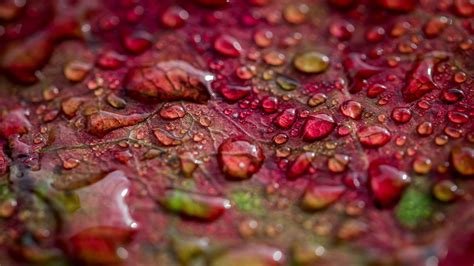 Wallpaper 2560x1440 Px Closeup Depth Of Field Fallen Leaves Macro