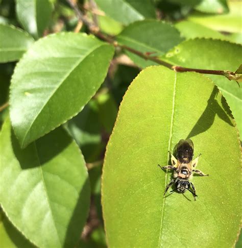 protect ground nesting bees nc state extension