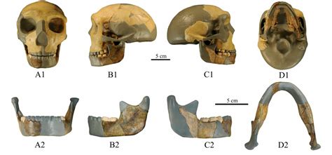 Les Outils Et Techniques Du N Olithique Hominides