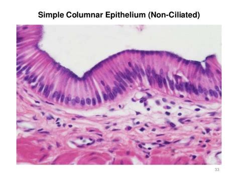 Activity 2 Histology And Integument