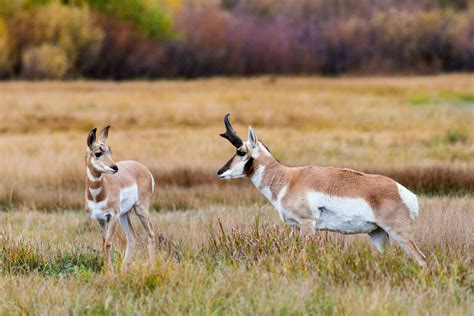 Grand Teton Wildlife Safari - Jackson Hole Wildlife Safaris