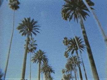 Palm Trees GIFs - Find & Share on GIPHY