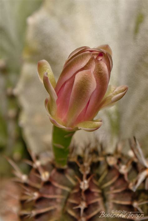 Gymnocalycium Mihanovichii Var Friedrichii Poznaj