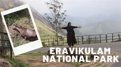 Munnar Eravikulam National Park Waterfalls Tea Garden Marayoor Rajamalai Jasmin