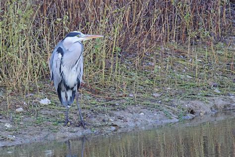 Bq8a2939 Héron Cendré Ardea Cinerea Grey Heron Patrick Leasson Flickr