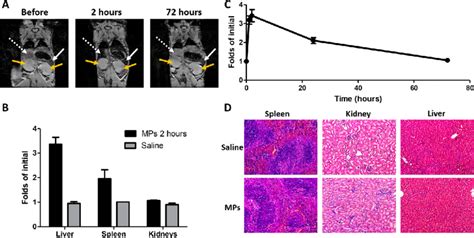 In Vivo Biodistribution Analysis A Magnetic Resonance T 2 Weighted