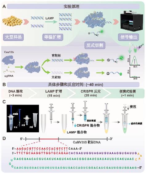 一种基于crisprcas12b系统检测转基因作物的方法及其应用