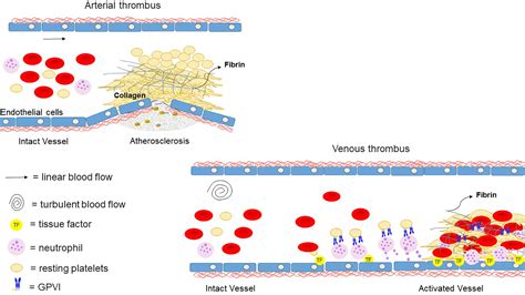 Platelet GPVI Glycoprotein VI And Thrombotic Complications In The