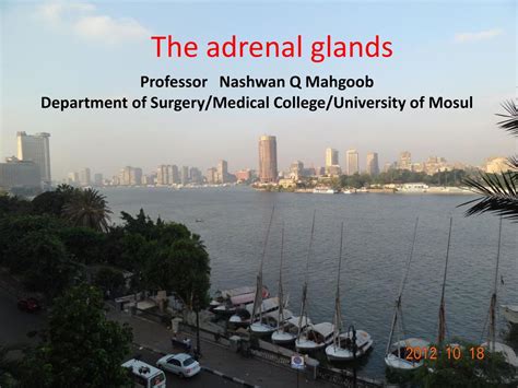 The Adrenal Glands Professor Nashwan Q Mahgoob Ppt Video Online Download