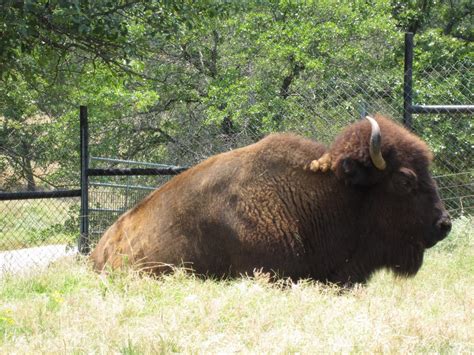 ...and baby makes FOUR: Arbuckle Wilderness