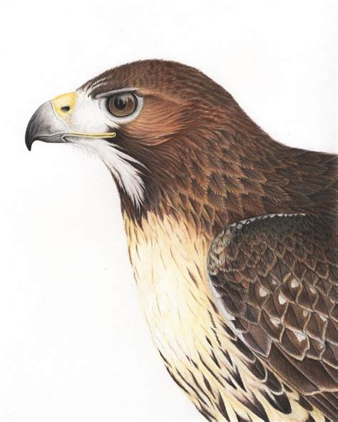 Print Red Tailed Hawk Art Drawing Colored Pencil Bird Birds Etsy