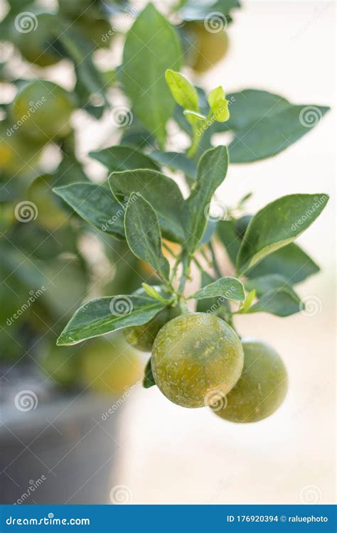 Naranja Con Frutos Verdes Del Cítrico Aurantium O Citrus De Naranja