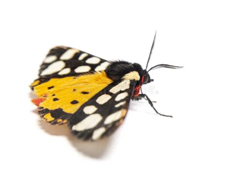 Cream-spot Tiger Moth, Arctia Villica, Erebidae Family, Isolated on White Stock Photo - Image of ...