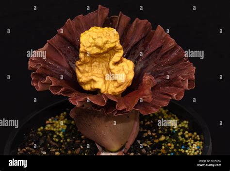 Amorphophallus Bangkokensis Hi Res Stock Photography And Images Alamy