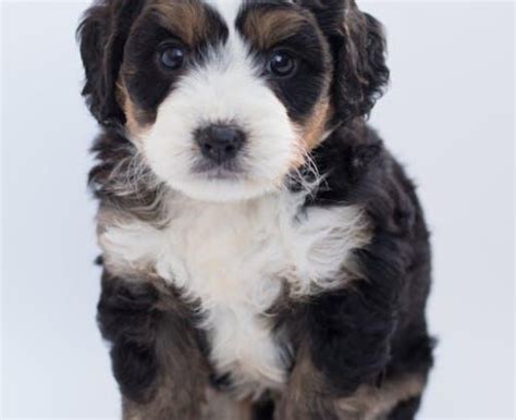 The Ultimate Guide to Dalmatian Poodle Mixes: Traits, Temperament, and ...