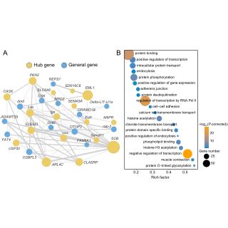 Hypotheses Regarding The Evolutionary Derivation Of Spider Venom