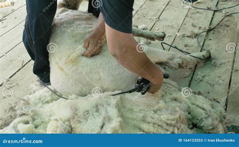 Men Shearer Shearing Sheep at Agricultural Show in Competition ...